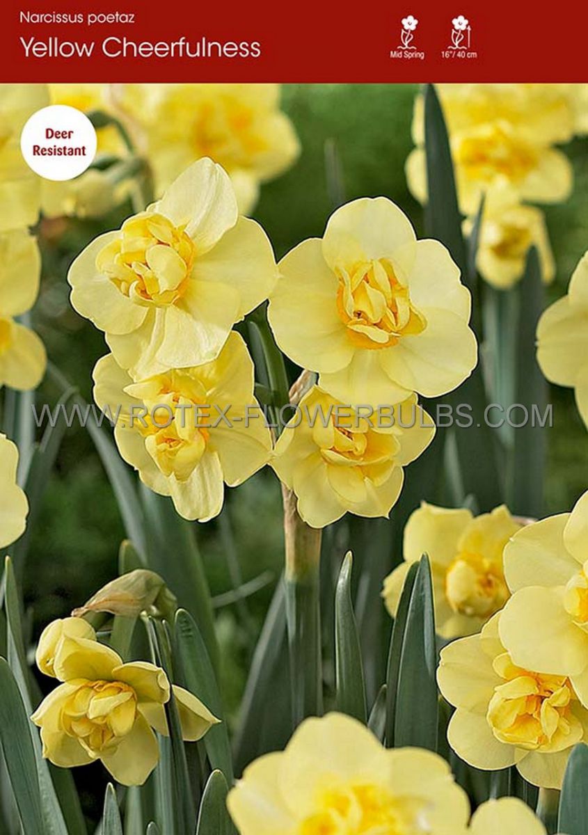 narcissus poetaz yellow cheerfulness 1416 200 pplastic tray