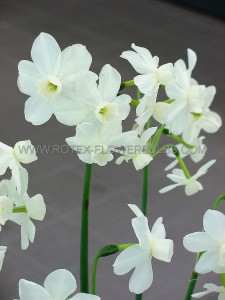 Narcissus Triandrus ‘Starlight Sensation‘ 14/16 cm. (50 Loose p.Binbox)