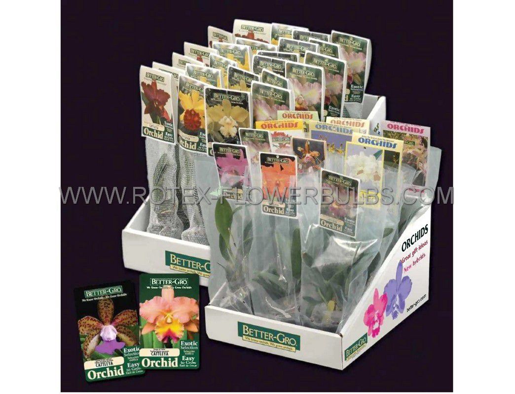 orchid 4 imported 12 pots ptray