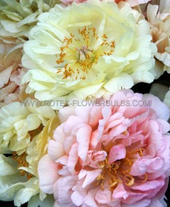 PAEONIA DOUBLE ‘CORAL SUNSET‘ 2/3 EYE (25 P.BAG)