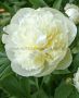 Paeonia (Peony) Lactiflora Double ‘Duchesse de Nemours‘ 2/3 Eye (5 p.Bag) Paeonia (Peony) Lactiflora Double ‘Duchesse de Nemours‘ 2/3 Eye (5 p.Bag)