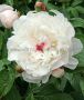 Paeonia (Peony) Lactiflora Double ‘Festiva Maxima‘ 2/3 Eye (5 p.Bag)