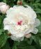 Paeonia Peony Lactiflora Double Festiva Maxima 35 Eye 5 p.Bag