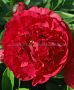 Paeonia (Peony) Lactiflora Double ‘Kansas‘ 2/3 Eye (5 p.Bag)