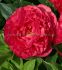 paeonia peony double karl rosenfield 23 eye 25 popen top box