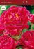 paeonia peony double karl rosenfield 35 eye 25 loose popen top box