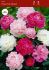 Paeonia Peony Double Mix 23 Eye 25 Loose p.Open Top Box
