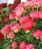 Paeonia Peony Double Coral Sunset 35 Eye 25 Loose p.Binbox