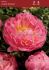 Paeonia Peony Double Coral Sunset 35 Eye 25 Loose p.Binbox