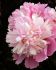 Paeonia Peony Double Sorbet 35 Eye 25 Loose p.Binbox
