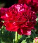 Paeonia (Peony) Lactiflora Double ‘Henry Bockstoce‘ 2/3 Eye (5 p.Bag)