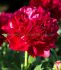 Paeonia Peony Lactiflora Double Henry Bockstoce 35 Eye 60 p.Carton