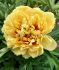 Paeonia Peony Itoh Double Sonoma Yedo 23 Eye 100 p.Carton