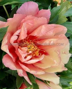 Paeonia (Peony) Itoh Semi Double ‘Copper Kettle‘ 2/3 Eye (100 p.Carton)
