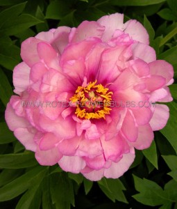 Paeonia (Peony) Itoh Semi Double ‘First Arrival‘ 2/3 Eye (100 p.Carton)