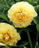Paeonia Peony Itoh Semi Double Garden Treasure 35 Eye 5 p.Bag