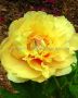 Paeonia (Peony) Itoh Semi Double ‘Garden Treasure‘ 3/5 Eye (5 p.Bag)