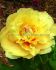 Paeonia Peony Itoh Semi Double Garden Treasure 35 Eye 5 p.Bag
