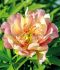 Paeonia Peony Itoh Semi Double Julia Rose 23 Eye 100 p.Carton