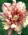 Paeonia Peony Itoh Semi Double Julia Rose 23 Eye 100 p.Carton