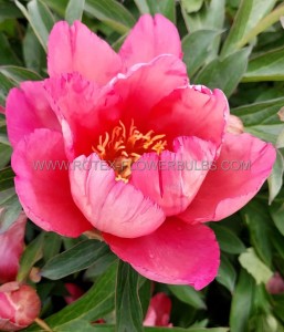 Paeonia (Peony) Itoh Semi Double ‘Pink Double Dandy‘ 2/3 Eye (100 p.Carton)