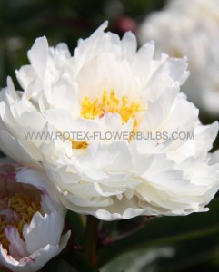 Paeonia (Peony) Lactiflora Double ‘Allan Rogers‘ 2/3 Eye (5 p.Bag) Paeonia (Peony) Lactiflora Double ‘Allan Rogers‘ 2/3 Eye (5 p.Bag)