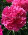 Paeonia Peony Lactiflora Double Best Man 35 Eye 50 p.Carton