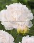 Paeonia (Peony) Lactiflora Double ‘Brother Chuck‘ 2/3 Eye (5 p.Bag)
