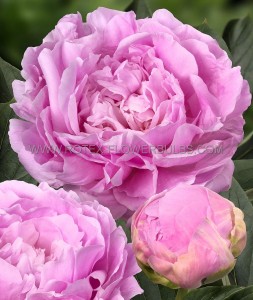 Paeonia (Peony) Lactiflora Double ‘Dinner Plate‘ 2/3 Eye (100 p.Carton)