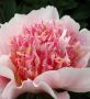 Paeonia (Peony) Lactiflora Double ‘Do Tell‘ 2/3 Eye (5 p.Bag)