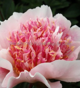Paeonia (Peony) Lactiflora Double ‘Do Tell‘ 2/3 Eye (100 p.Carton)