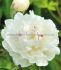 Paeonia Peony Lactiflora Double Festiva Maxima 35 Eye 5 p.Bag