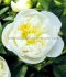 Paeonia Peony Lactiflora Double Immaculee 35 Eye 60 p.Carton