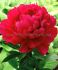 Paeonia Peony Lactiflora Double Kansas 23 Eye 5 p.Bag