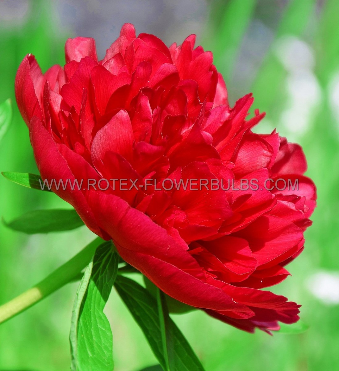Paeonia (Peony) Lactiflora Double ‘Many Happy Returns‘ 2/3 Eye (100 p.Carton)