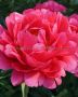 Paeonia (Peony) Lactiflora Double ‘Raspberry Charm‘ 3/5 Eye (5 p.Bag)