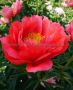 Paeonia (Peony) Lactiflora Semi Double ‘Coral Magic‘ 2/3 Eye (5 p.Bag)