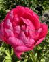 Paeonia (Peony) Lactiflora Semi Double ‘Cytherea‘ 2/3 Eye (5 p.Bag)