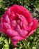 Paeonia Peony Lactiflora Semi Double Cytherea 23 Eye 5 p.Bag