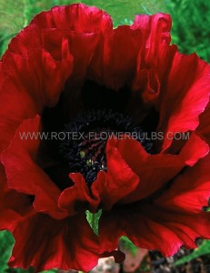 Papaver (Poppy) Orientale ‘Heartbeat‘ I (200 p.Carton)