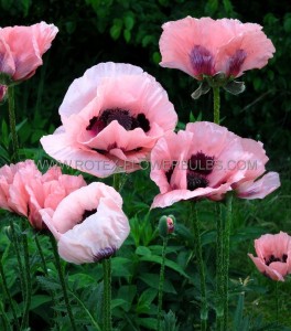 Papaver (Poppy) Orientale ‘Little Dancing Girl‘ I (200 p.Carton)