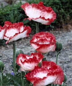 Papaver (Poppy) Orientale ‘Place Pigalle‘ I (200 p.Carton)