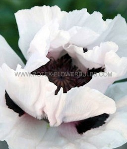 Papaver (Poppy) Orientale ‘Snow Goose‘ I (200 p.Carton)