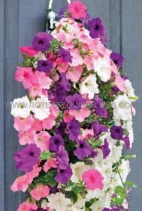 Petunia Bag O‘Blooms® Kit: Petunia - BBCS4208 (20 Kits x 1)