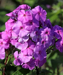 Phlox Paniculata ‘Amethyst‘ I (25 Loose p.Open Top Box)