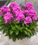 Phlox Paniculata Bambini ‘Primadonna‘ I (25 p.Bag) Phlox Paniculata Bambini ‘Primadonna‘ I (25 p.Bag)
