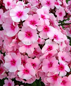 Phlox Paniculata ‘Bright Eyes‘ I (25 Loose p.Open Top Box)