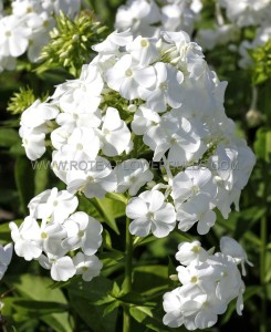 Phlox Paniculata ‘David‘ I (25 Loose p.Open Top Box)
