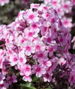 Phlox Paniculata ‘Europa‘ I (25 Loose p.Open Top Box)
