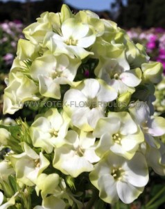 Phlox Paniculata ‘Jade‘ I (25 p.Bag)